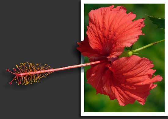 hibiscus