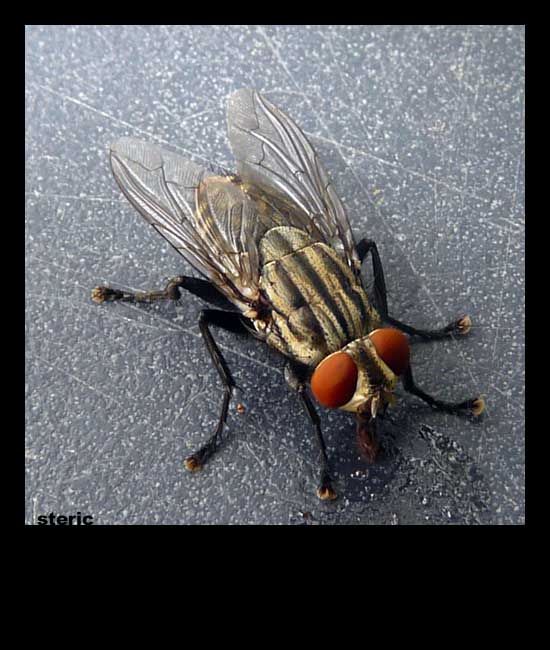 mouche08