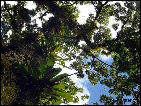 arbres06