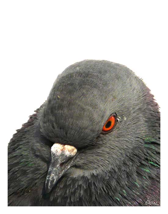 pigeon