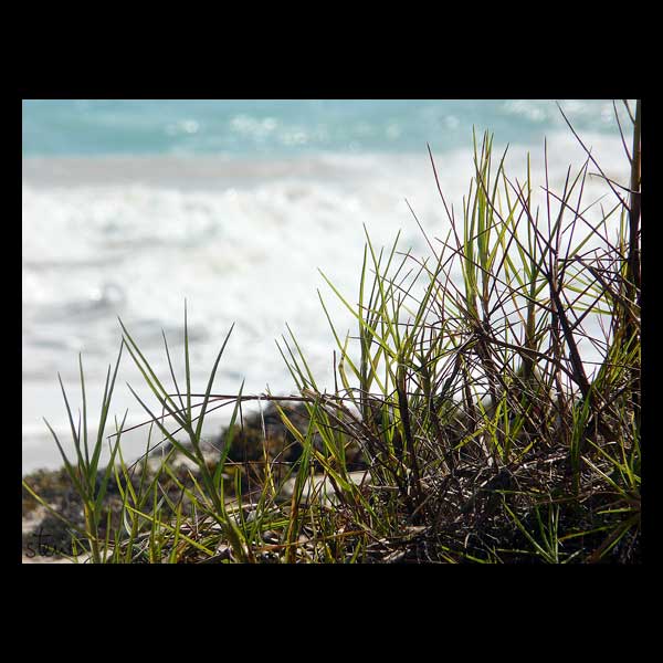 herbes
